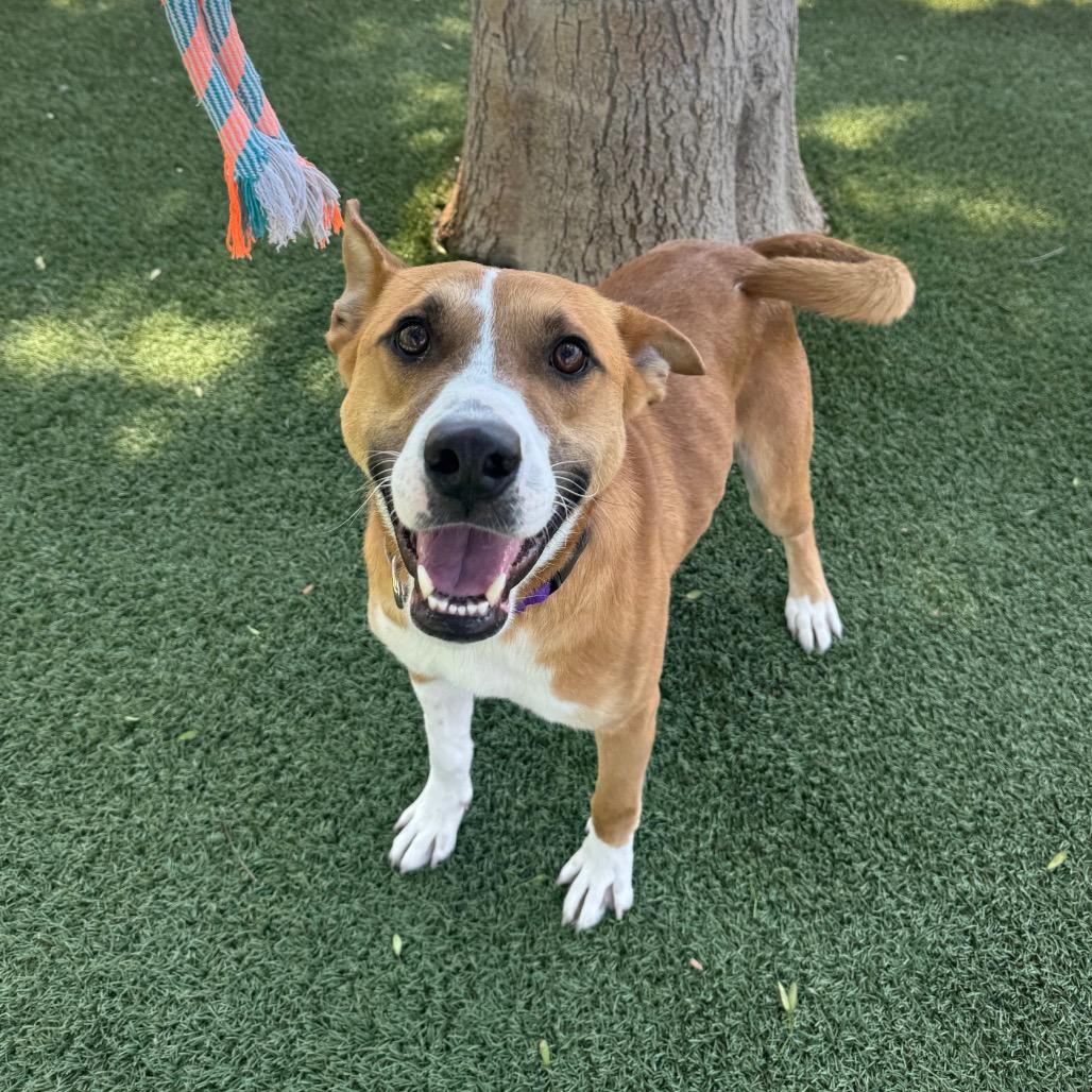 Cash, a Adoptable Terrier in Buellton, CA image 3/6