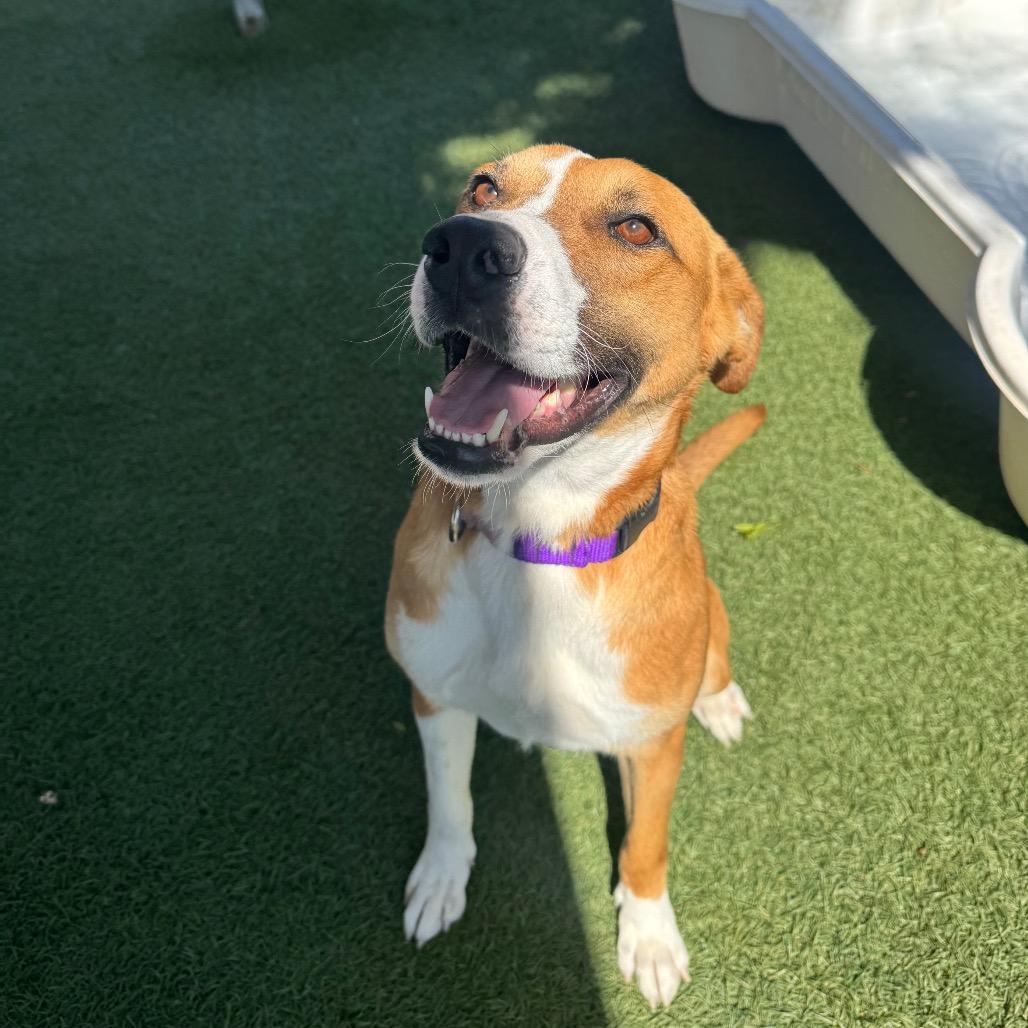 Cash, a Adoptable Terrier in Buellton, CA image 4/6