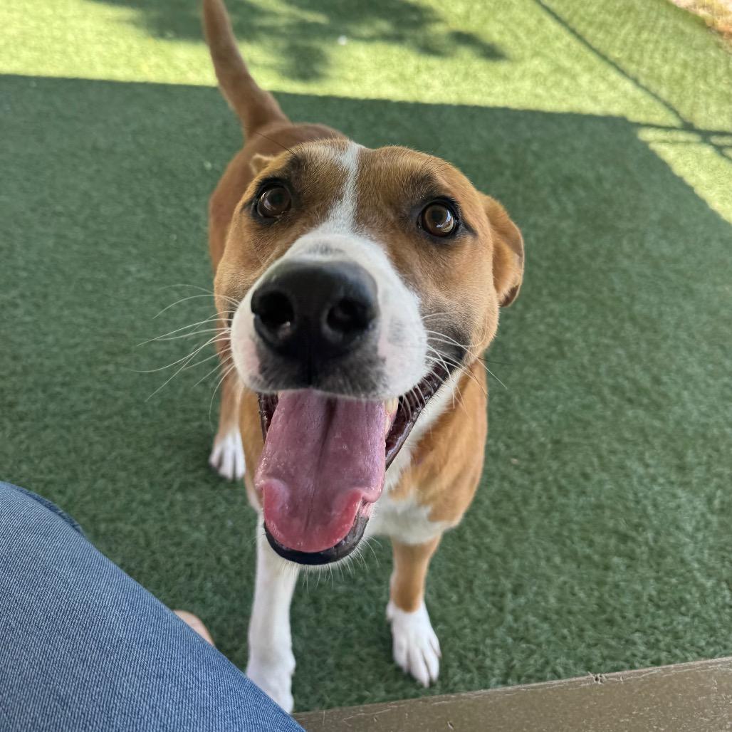Cash, a Adoptable Terrier in Buellton, CA image 5/6