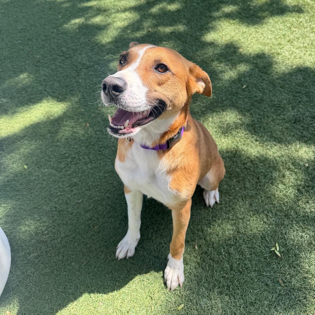 Cash, a Adoptable Terrier in Buellton, CA image 6/6