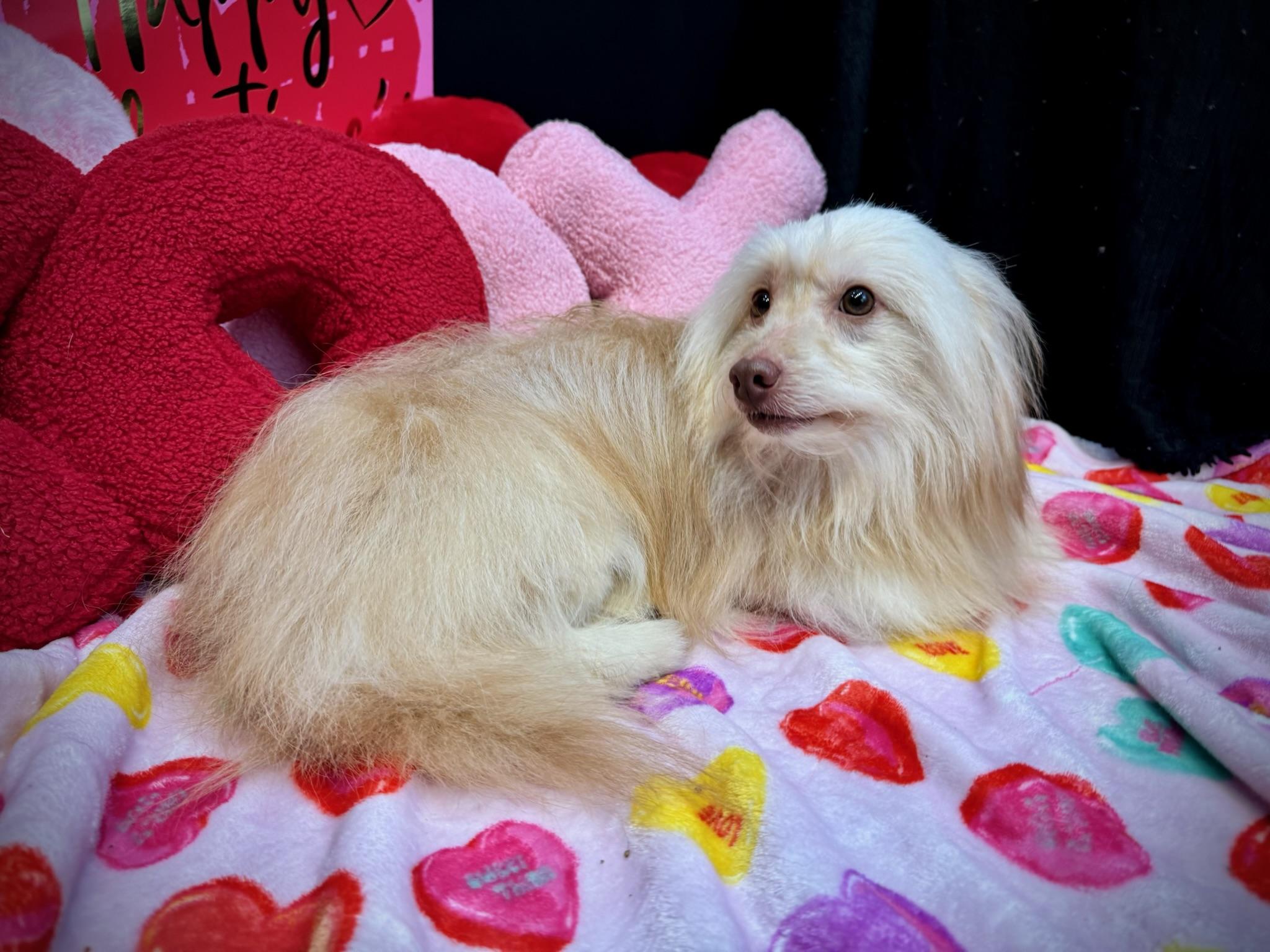 Clooney , an adopted mixed breed in Lawrenceville, GA image 2/5