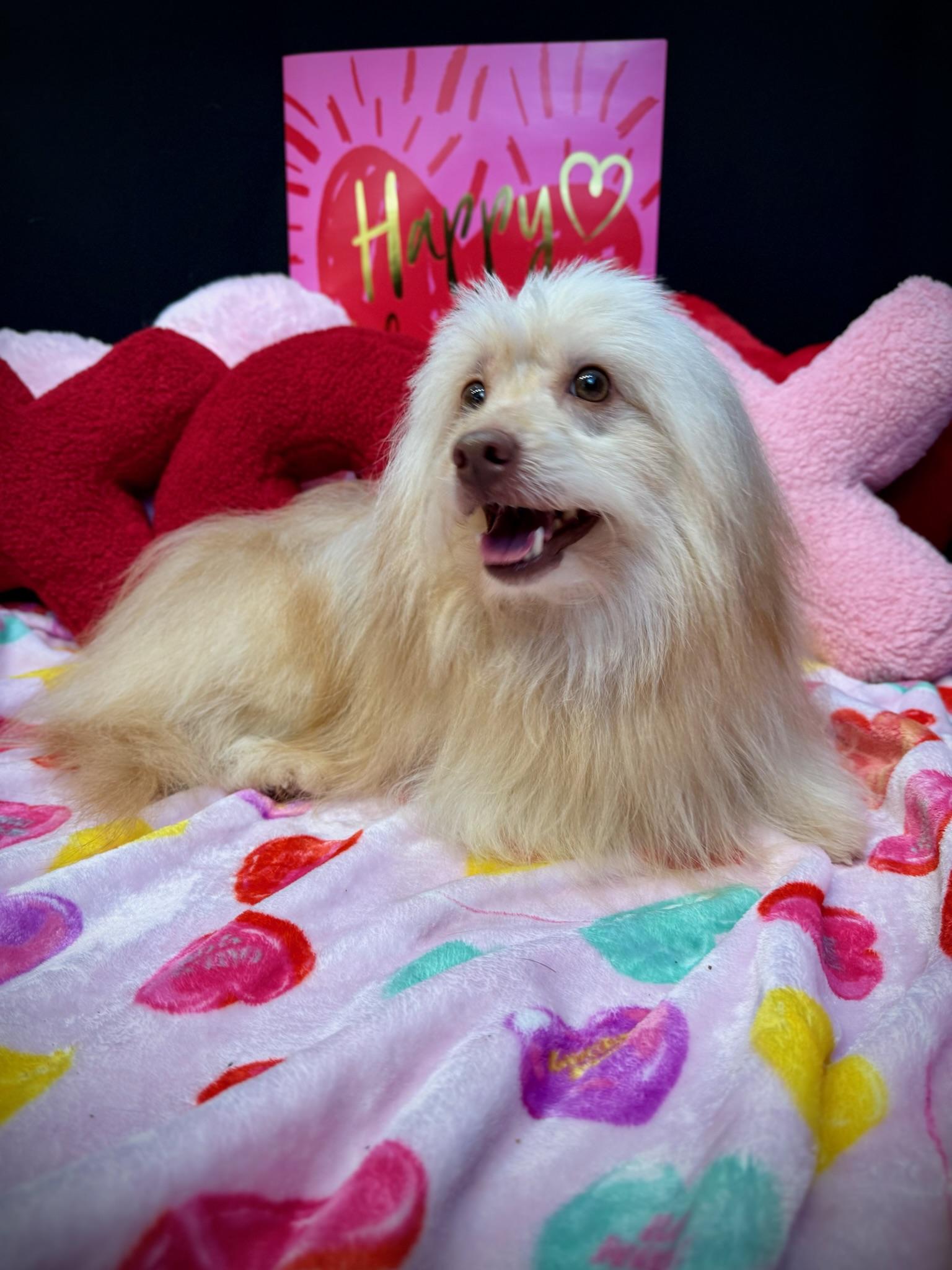 Clooney , an adopted mixed breed in Lawrenceville, GA image 3/5