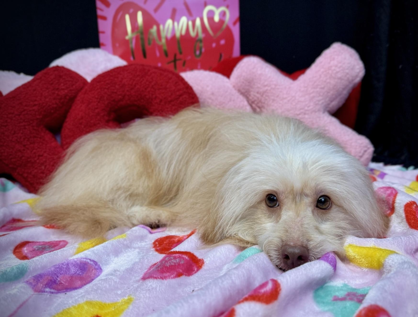 Clooney , an adopted mixed breed in Lawrenceville, GA image 4/5