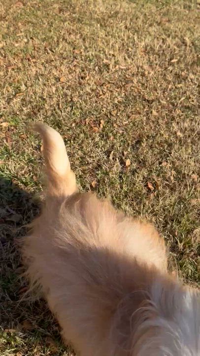 Enlarge Clooney , an adopted mixed breed in Lawrenceville, GA video 5/5