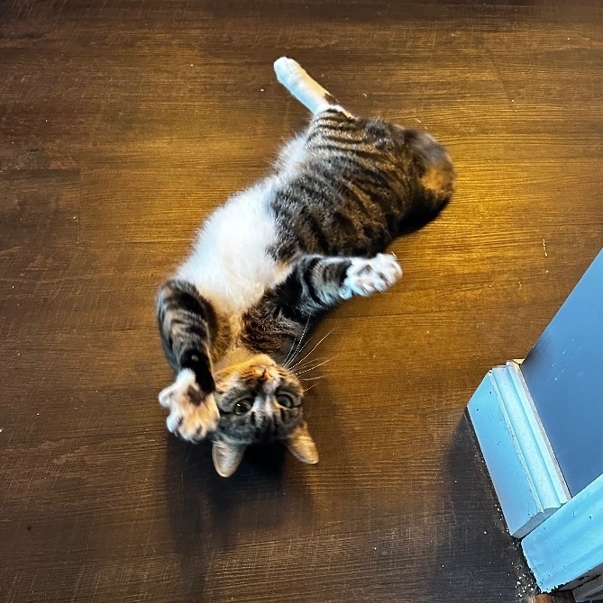 Sammy