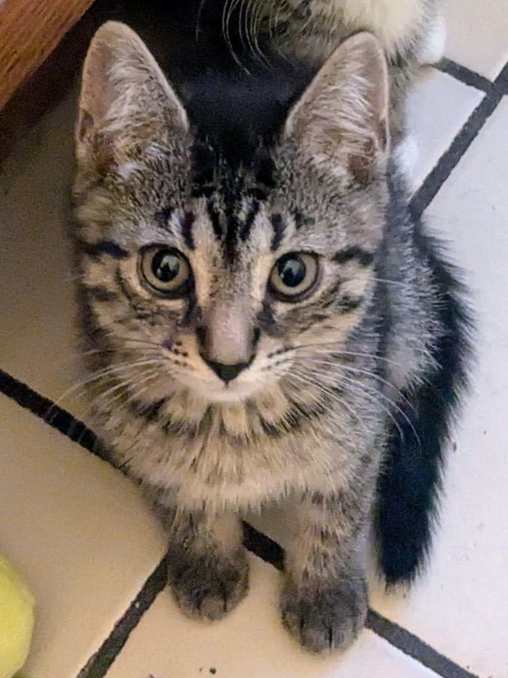Russet, a ADOPTABLE American Shorthair in Brooklyn, NY image 2/3