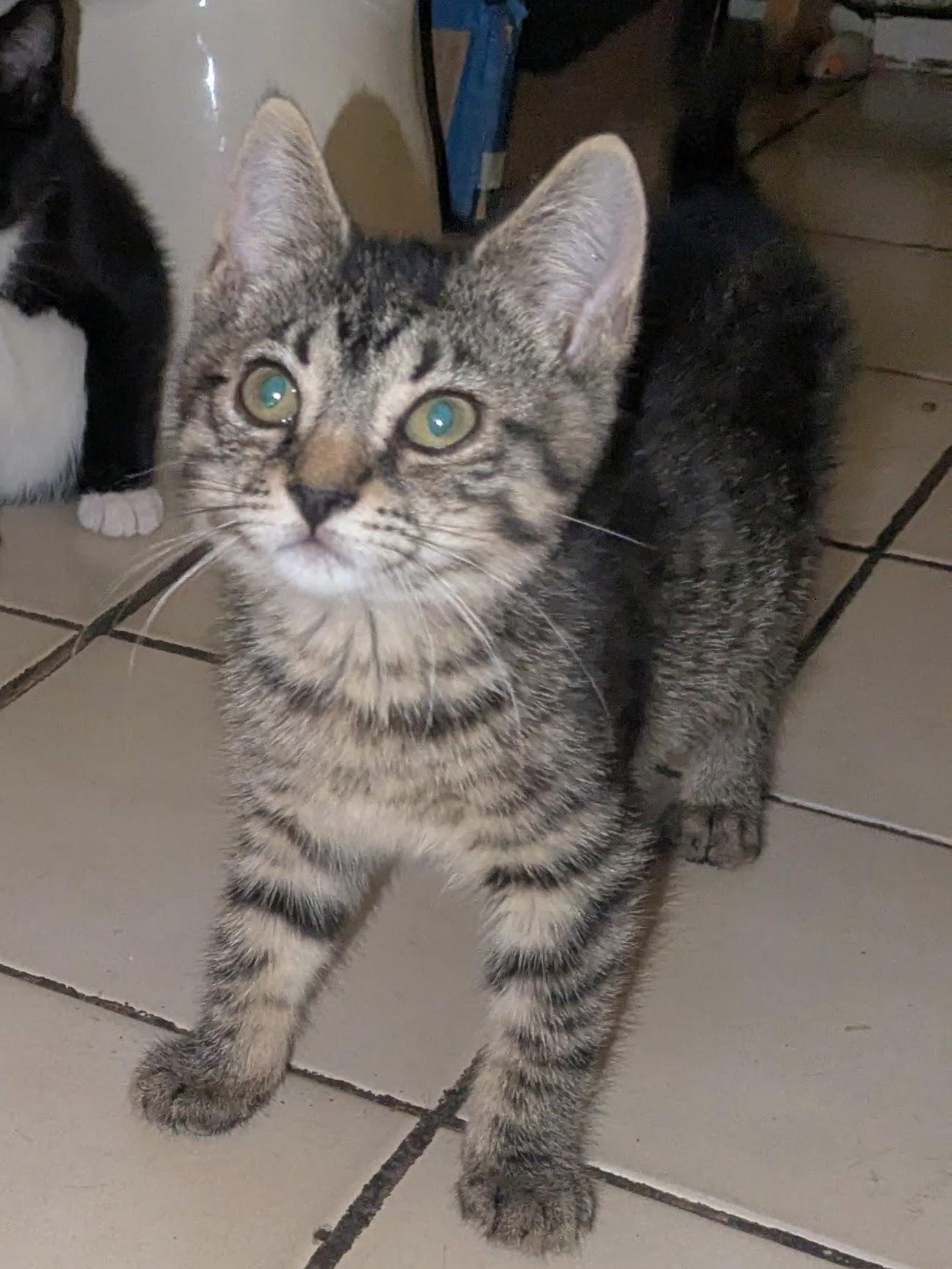 Russet, a ADOPTABLE American Shorthair in Brooklyn, NY image 3/3