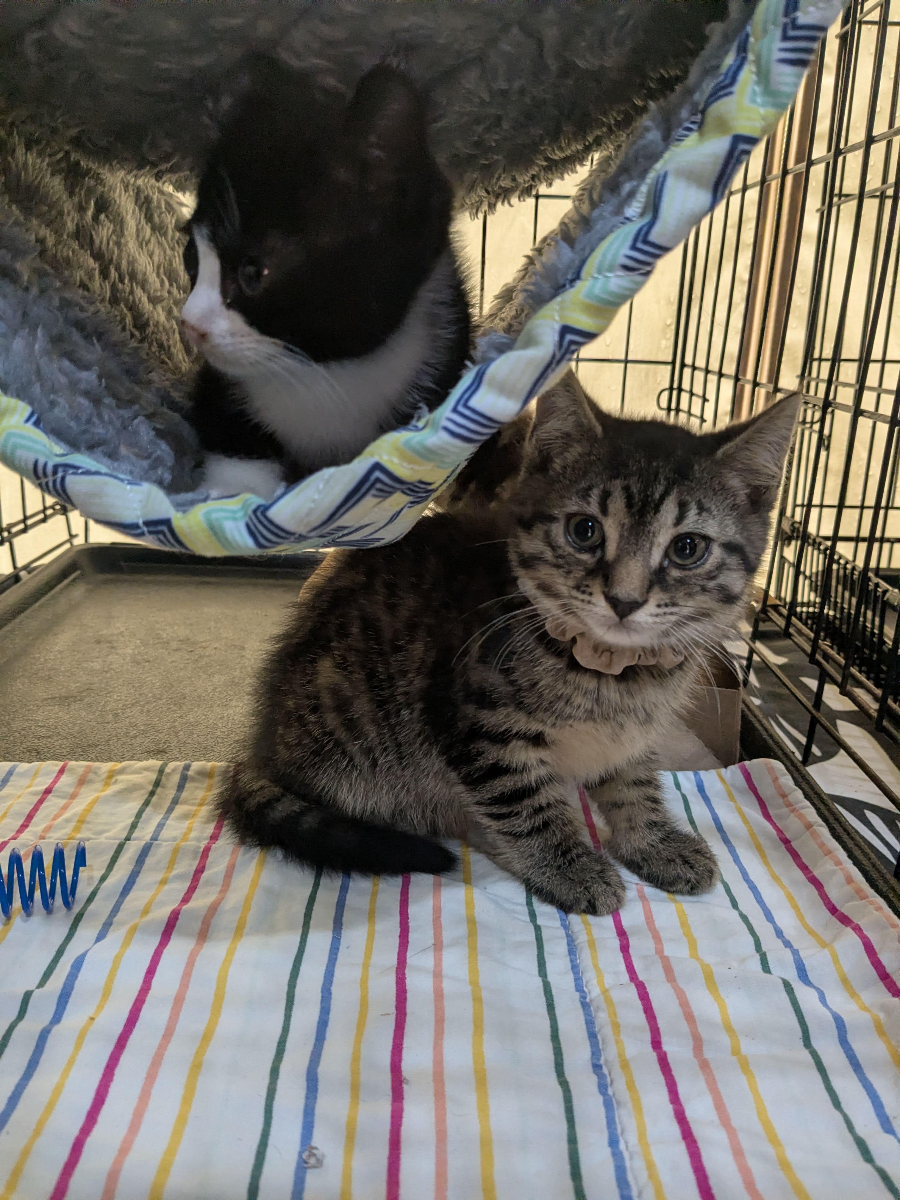 Russet, ADOPTABLE, Kitten Female American Shorthair.