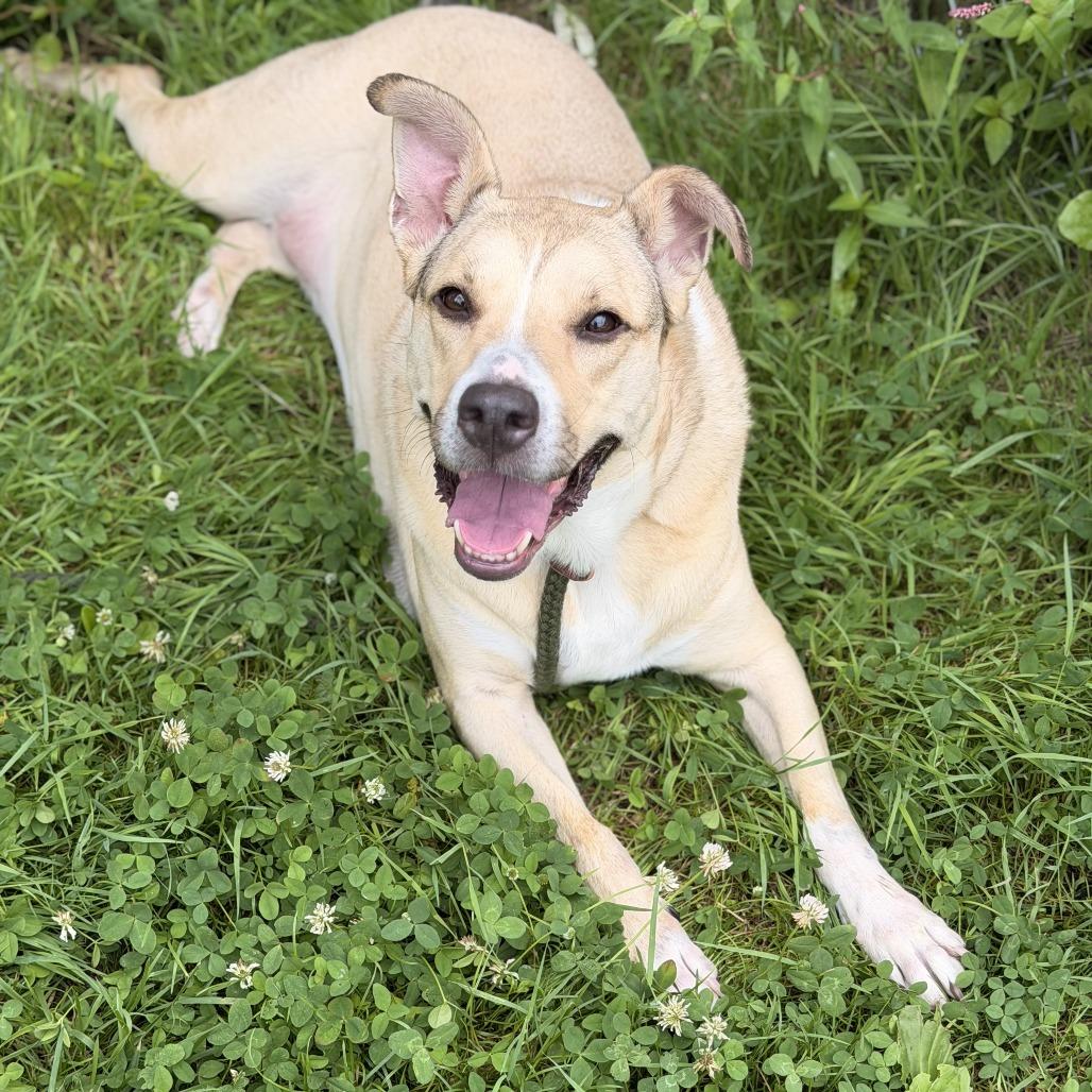 Louise, Adoptable, Adult Female Labrador Retriever & Shepherd.