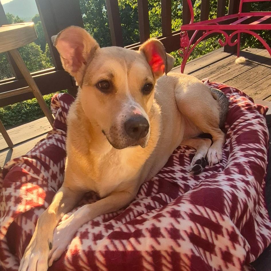 Louise, a Adoptable mixed breed in Sparta, NJ image 2/6
