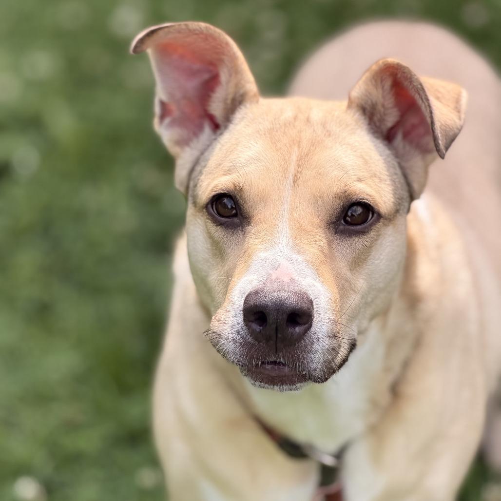Louise, a Adoptable mixed breed in Sparta, NJ image 3/6