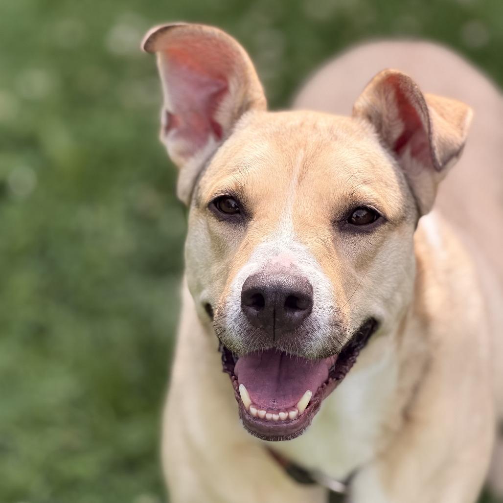 Louise, a Adoptable mixed breed in Sparta, NJ image 4/6