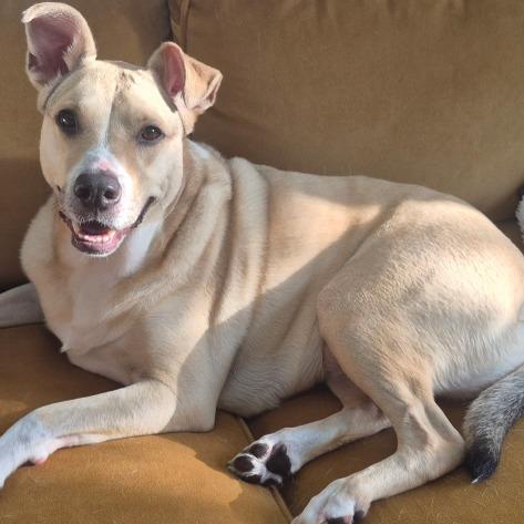 Louise, a Adoptable mixed breed in Sparta, NJ image 5/6