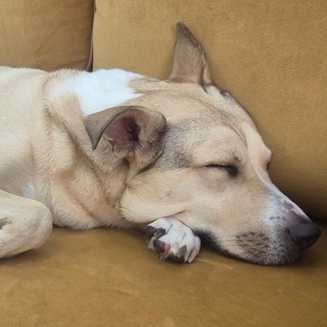 Louise, a Adoptable mixed breed in Sparta, NJ image 6/6