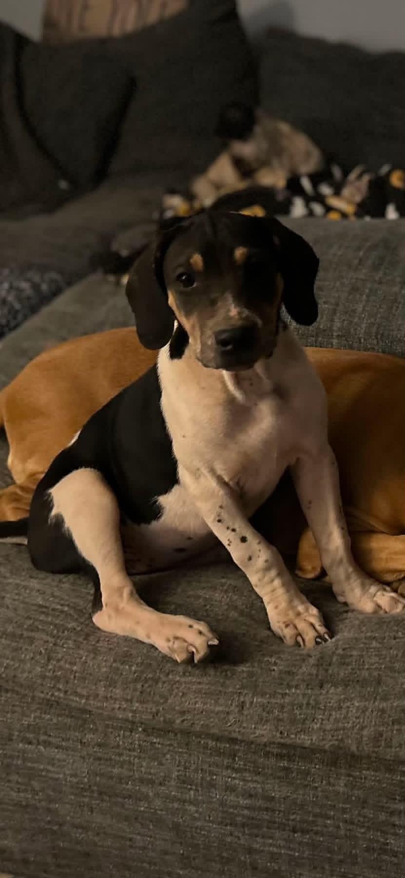 Enlarge Mingo, a Adoptable mixed breed in Charleston, WV image 1/1