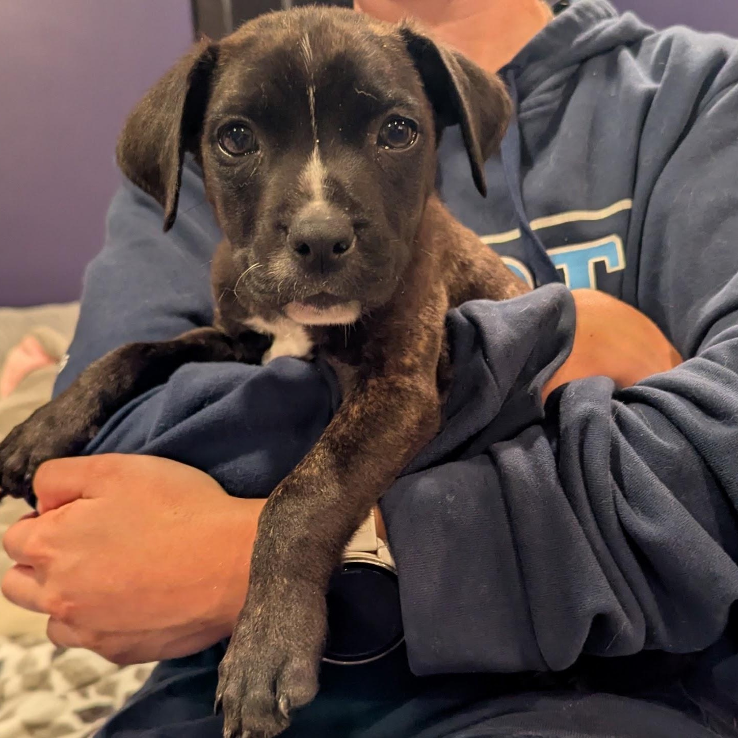 Enlarge Jesse, an adoptable mixed breed in Sparta, NJ image 3/3