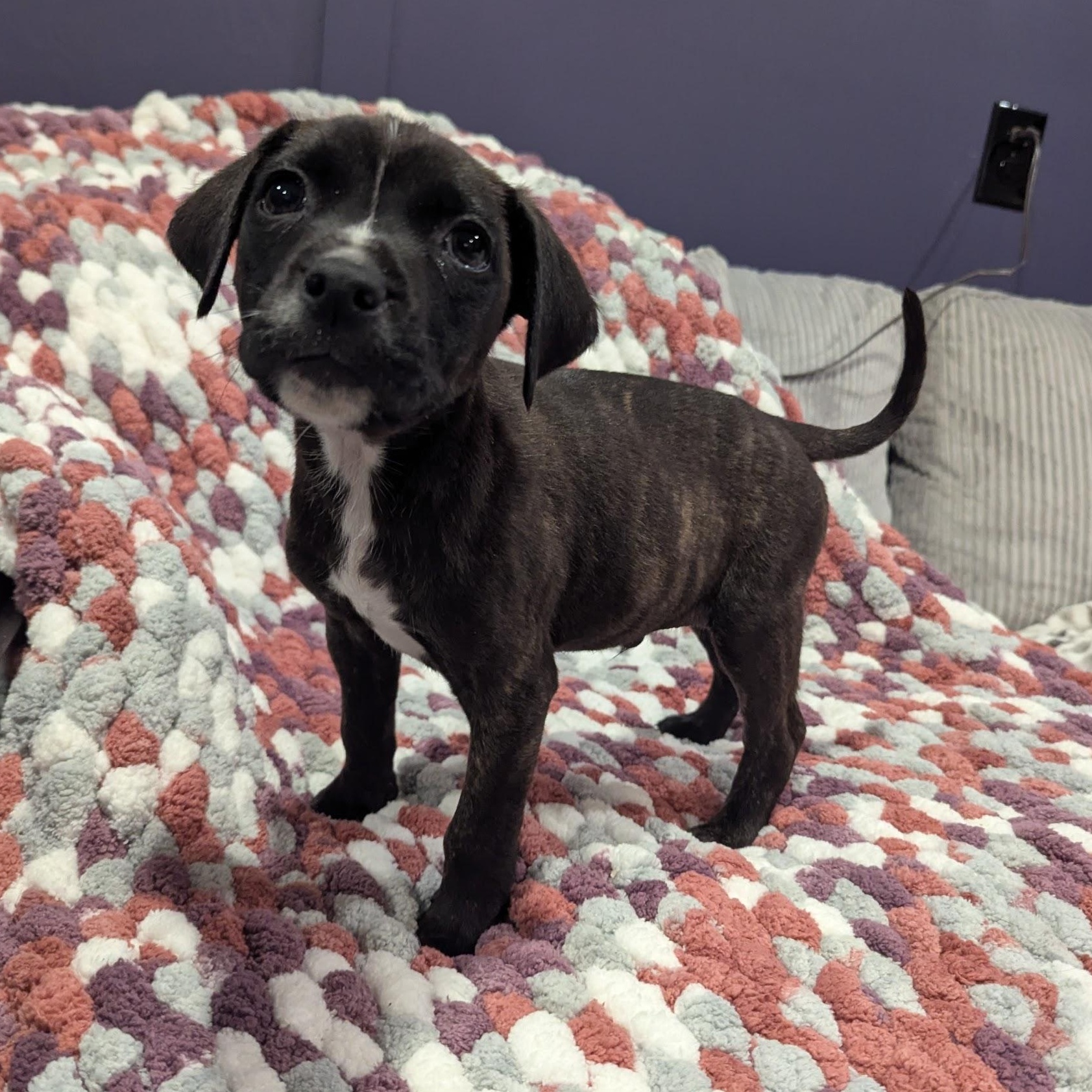 Jesse, adoptable, Puppy Male Boxer & Terrier.