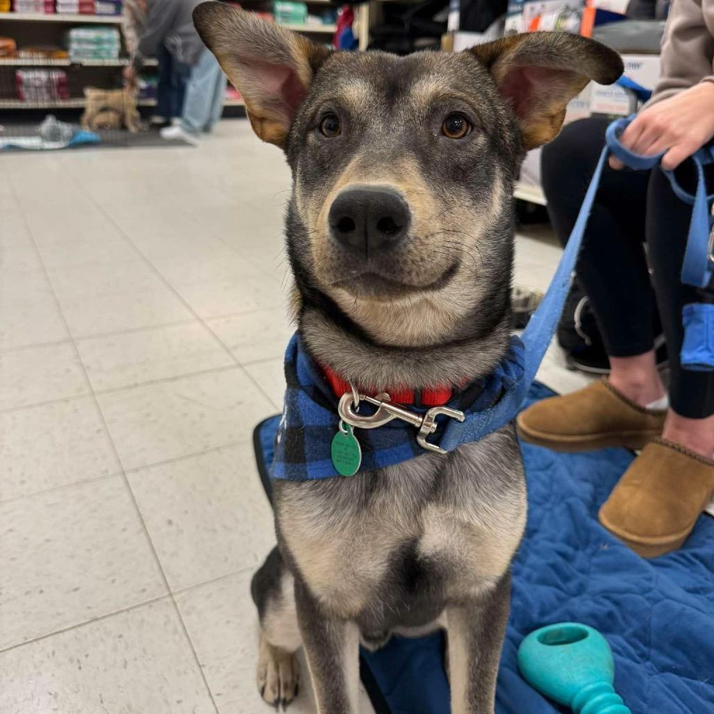 Norman, Adoptable, Young Male Shepherd & Mixed Breed.