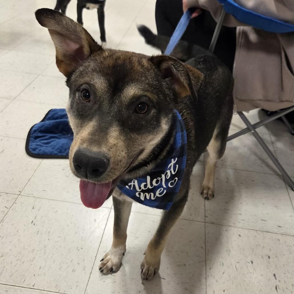 Enlarge Norman, a Adoptable mixed breed in Savage, MN image 3/6