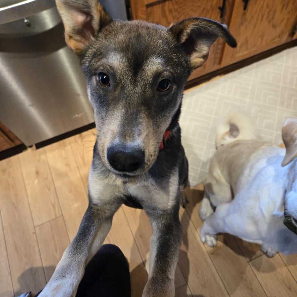 Enlarge Norman, a Adoptable mixed breed in Savage, MN image 4/6