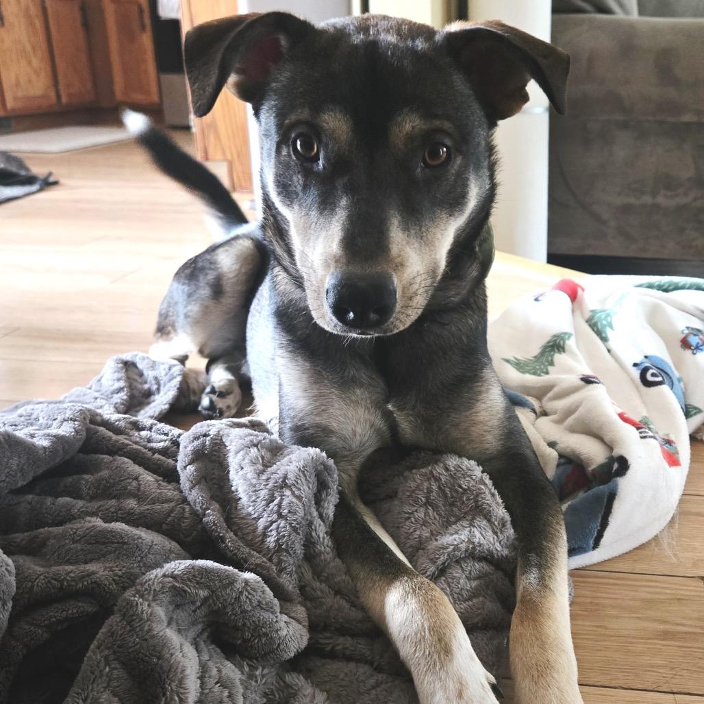 Enlarge Norman, a Adoptable mixed breed in Savage, MN image 2/6