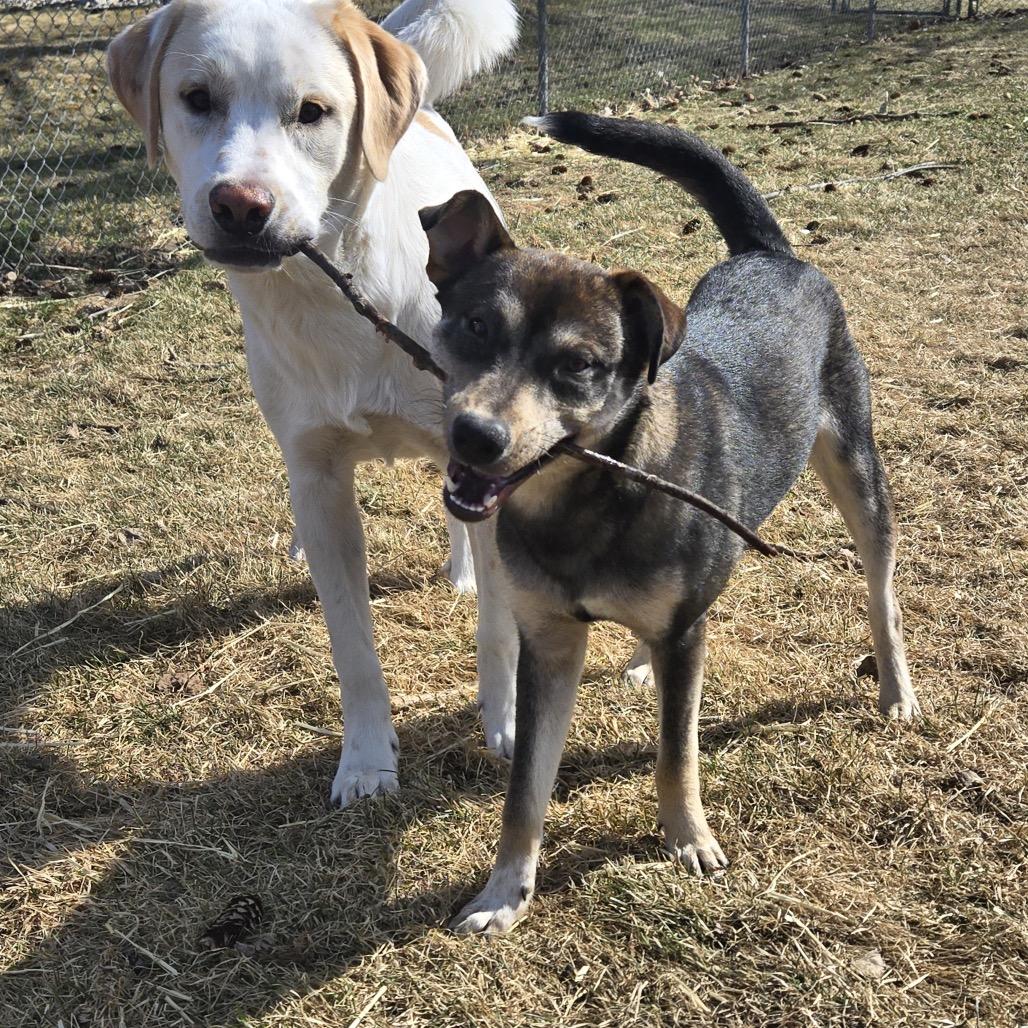 Enlarge Norman, a Adoptable mixed breed in Savage, MN image 5/6
