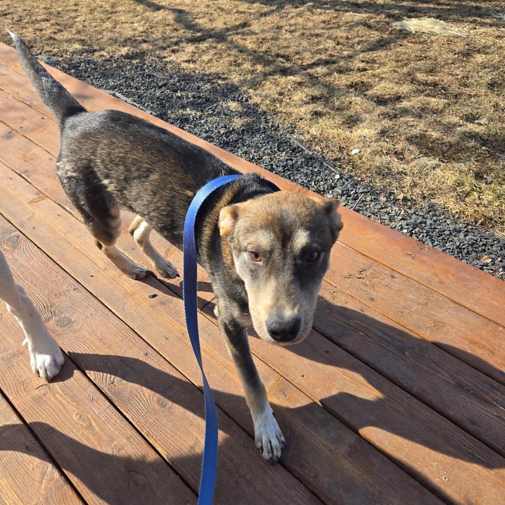 Enlarge Norman, a Adoptable mixed breed in Savage, MN image 6/6