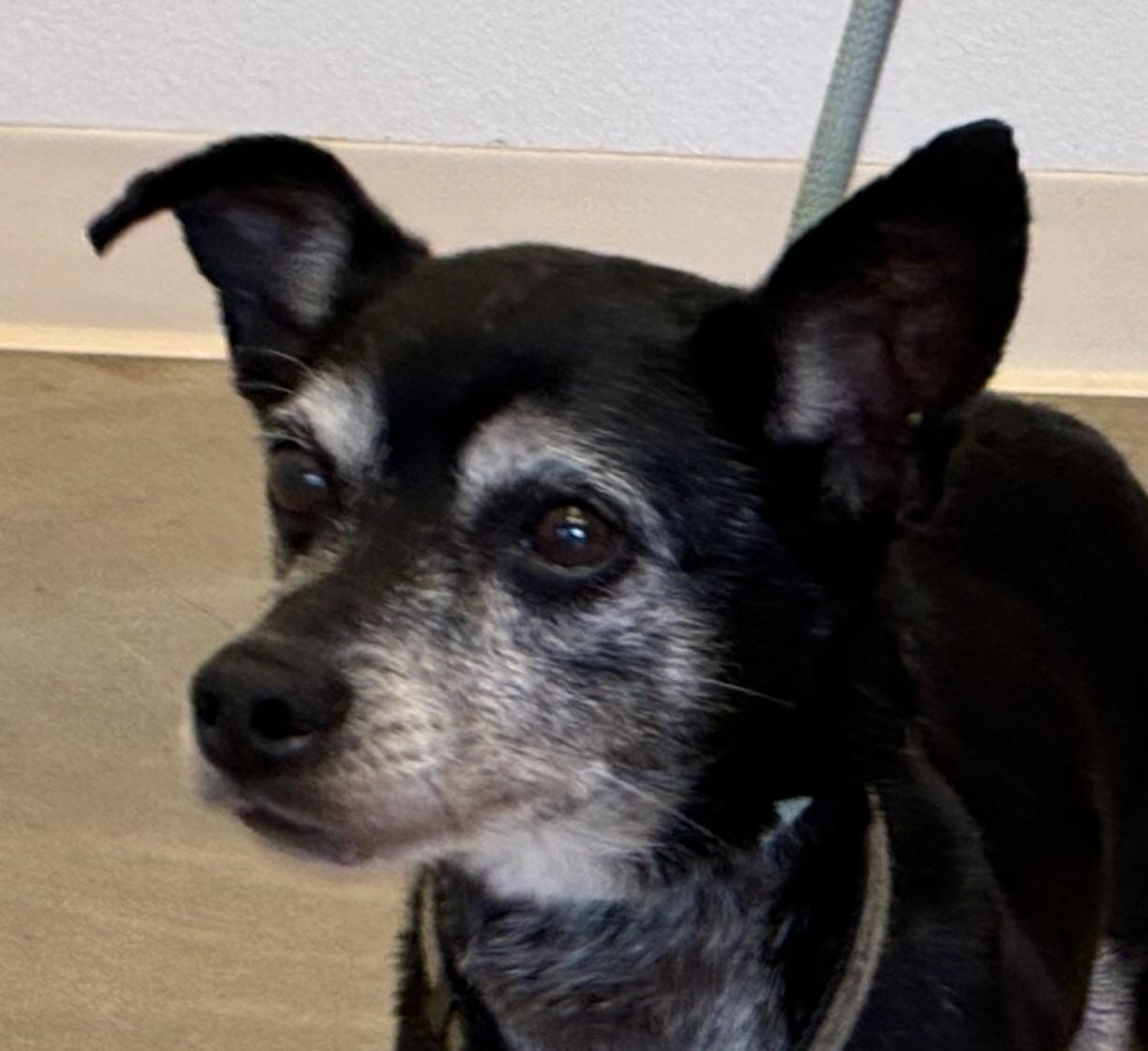 Enlarge Charles, a ADOPTABLE mixed breed in Greeley, CO image 1/3