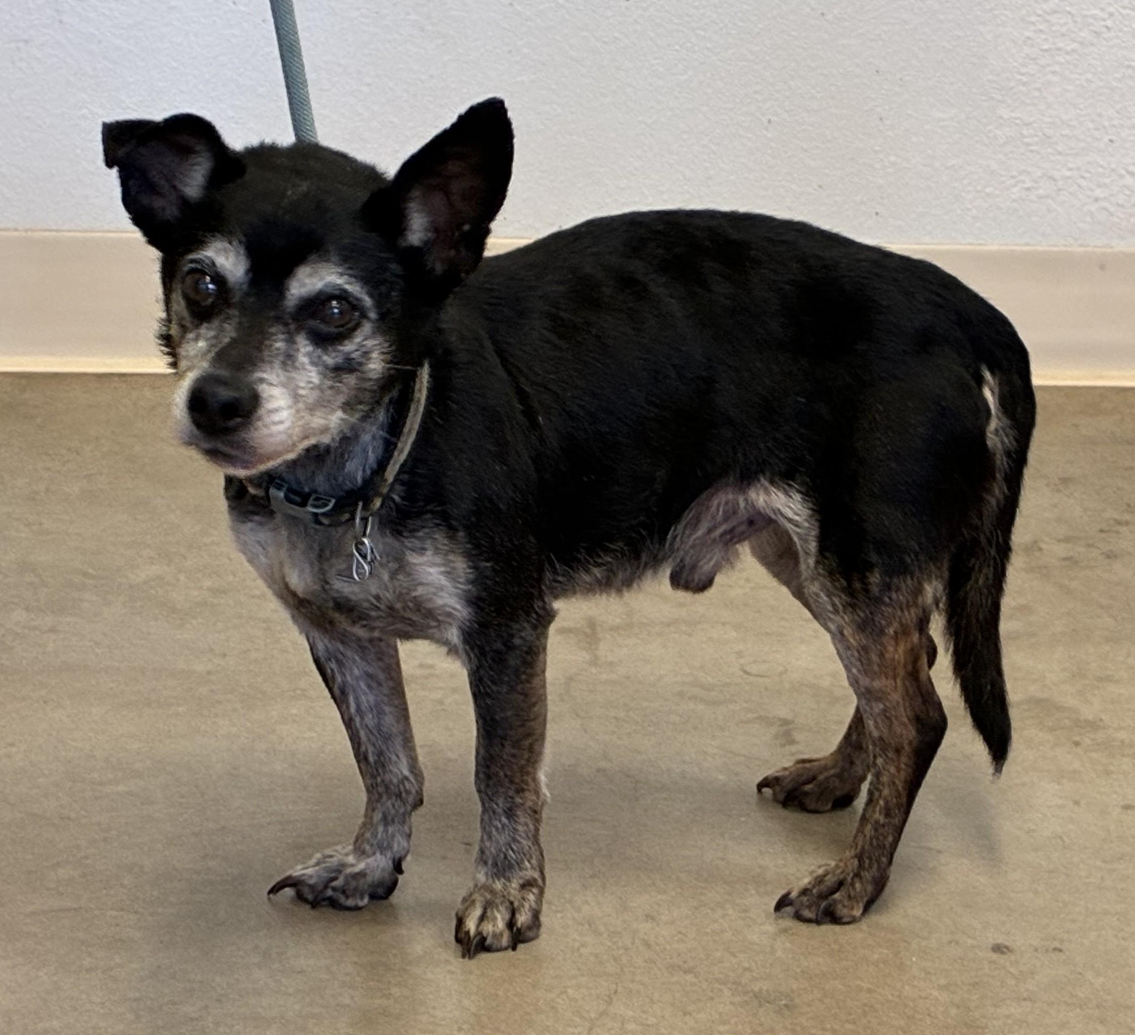 Enlarge Charles, a ADOPTABLE mixed breed in Greeley, CO image 2/3