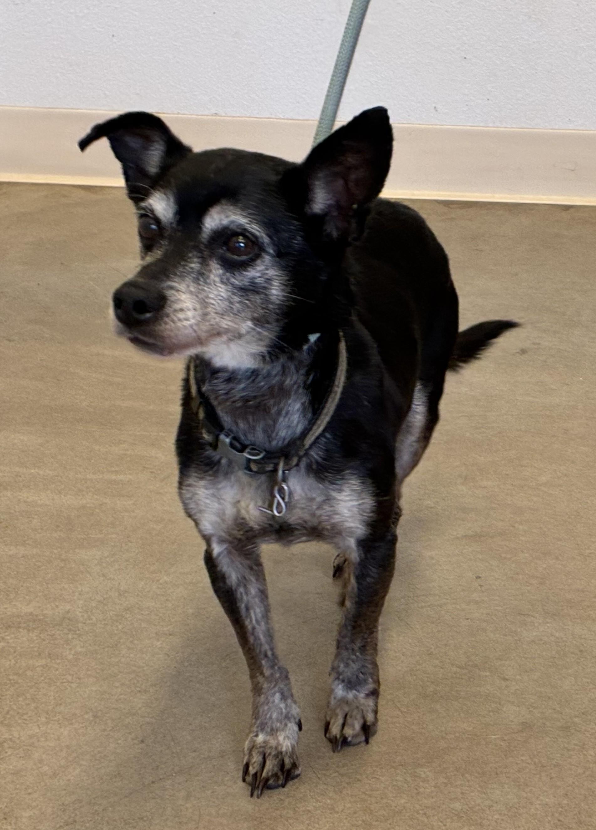 Enlarge Charles, a ADOPTABLE mixed breed in Greeley, CO image 3/3