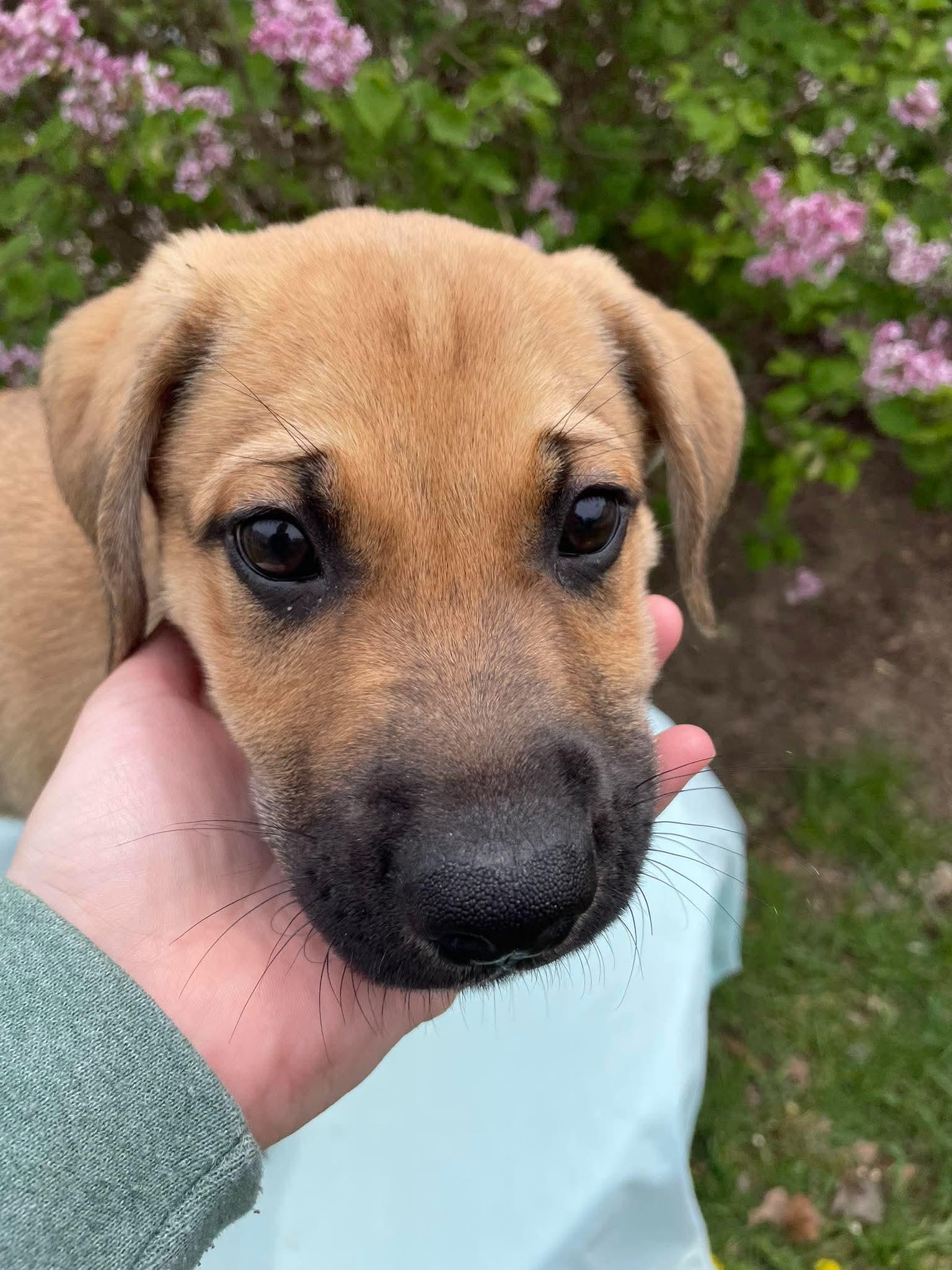 Enlarge Marlow, an adopted mixed breed in Kalamazoo, MI image 2/2
