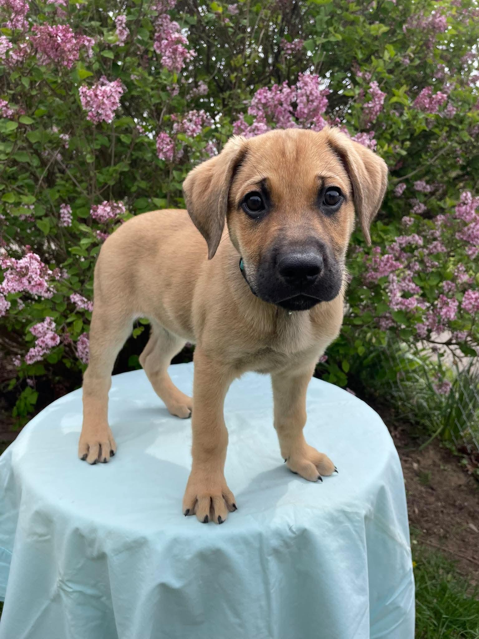 Marlow, ADOPTABLE, Puppy Male German Shepherd Dog & Labrador Retriever.