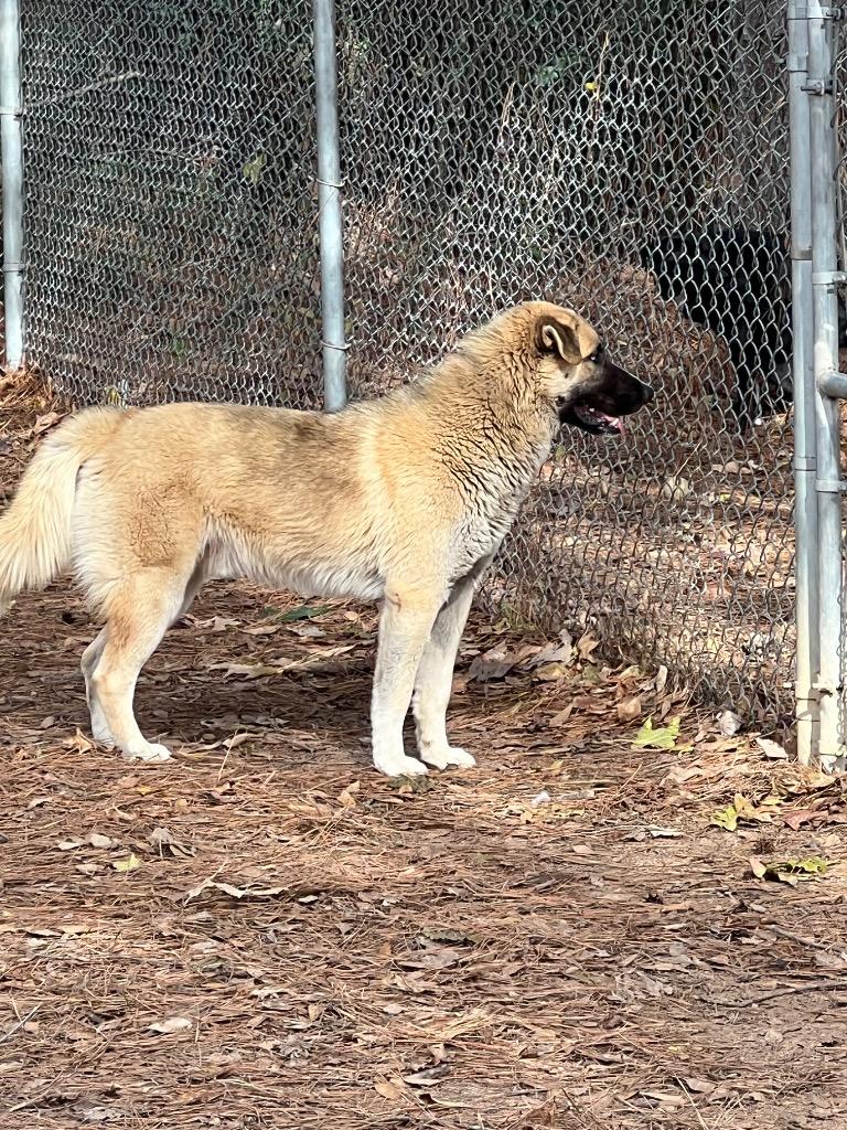 Merlin, Adoptable, Adult Male Shepherd.