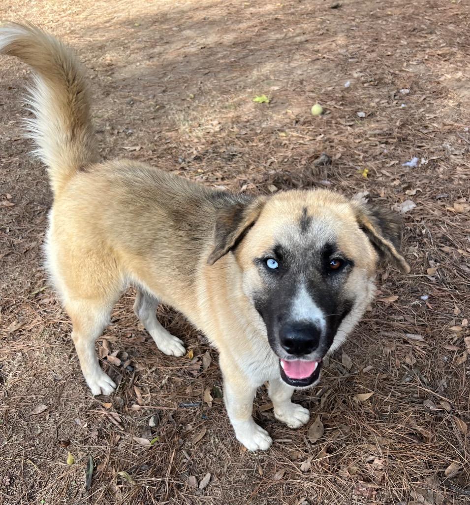Enlarge Merlin, a Adoptable mixed breed in Little Rock, AR image 2/3