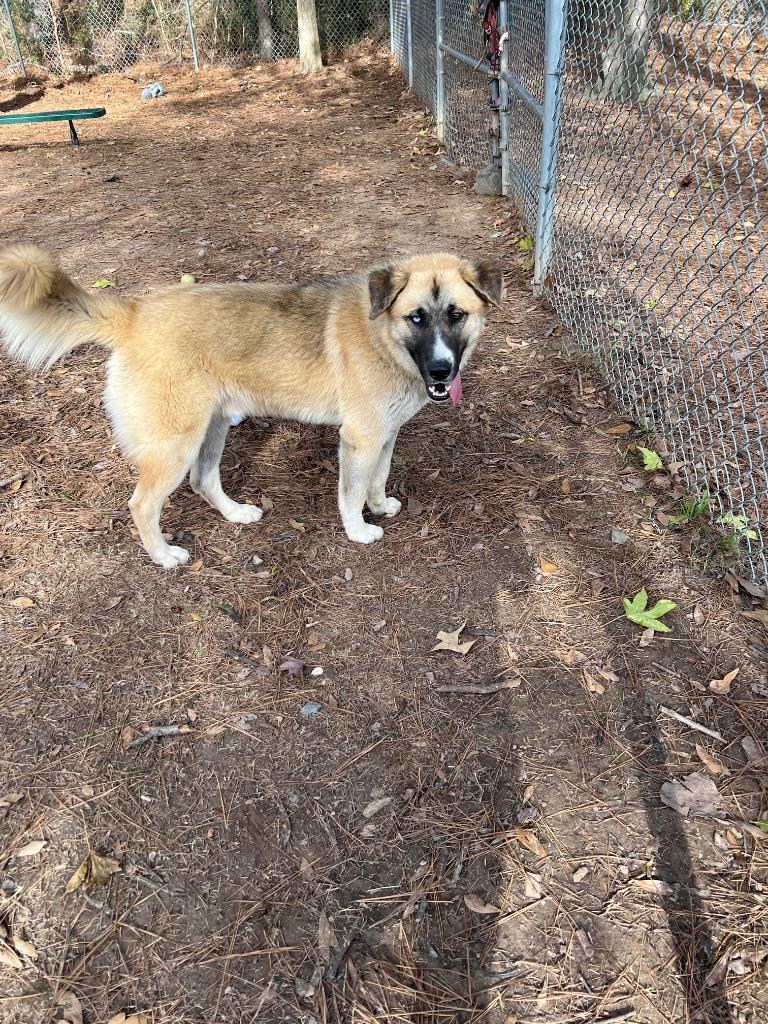 Enlarge Merlin, a Adoptable mixed breed in Little Rock, AR image 3/3