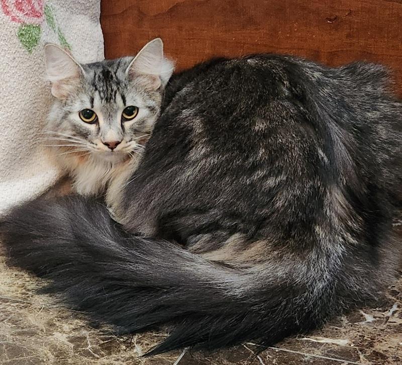 Enlarge Pilot, an adopted mixed breed in Oklahoma City, OK image 3/4