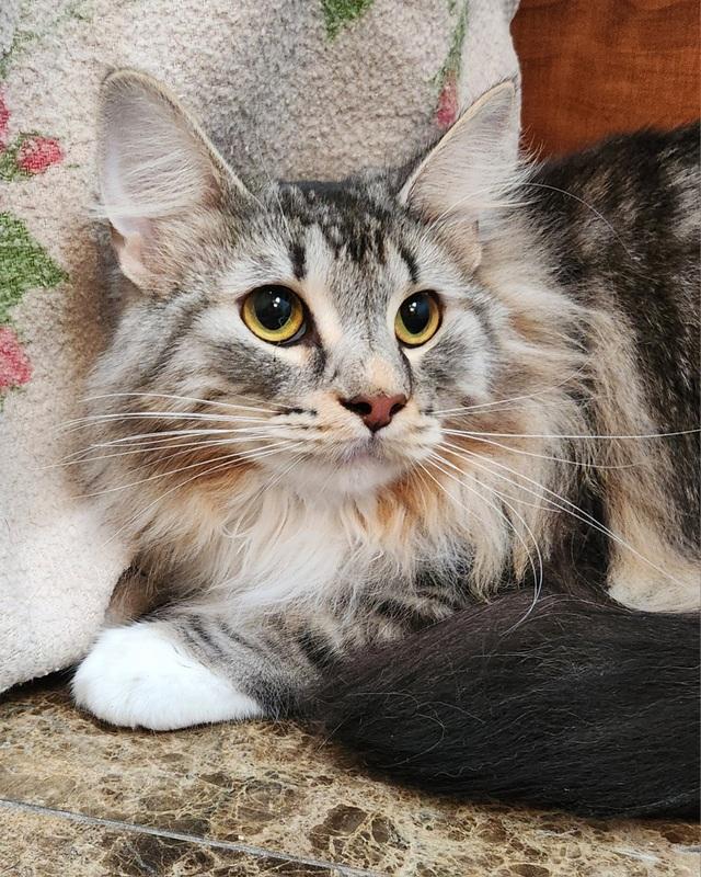 Enlarge Pilot, an adopted mixed breed in Oklahoma City, OK image 1/4