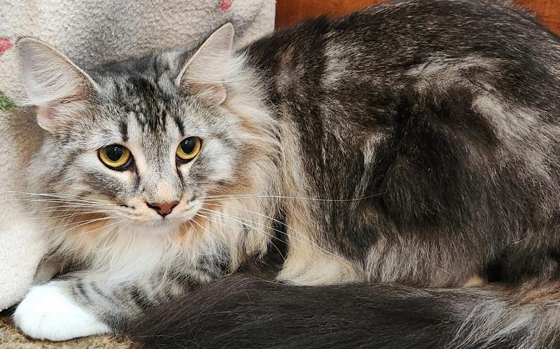 Enlarge Pilot, an adopted mixed breed in Oklahoma City, OK image 2/4