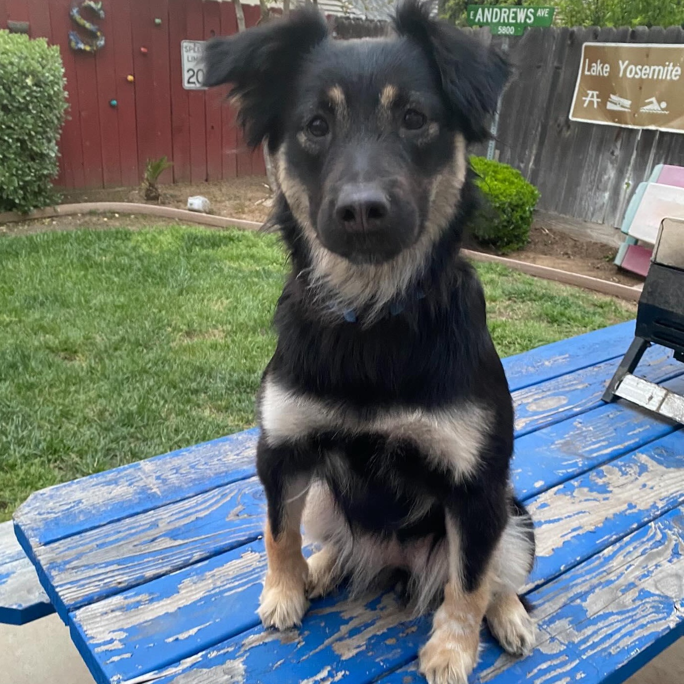 Mocha, Adopted, Puppy Female Australian Shepherd.
