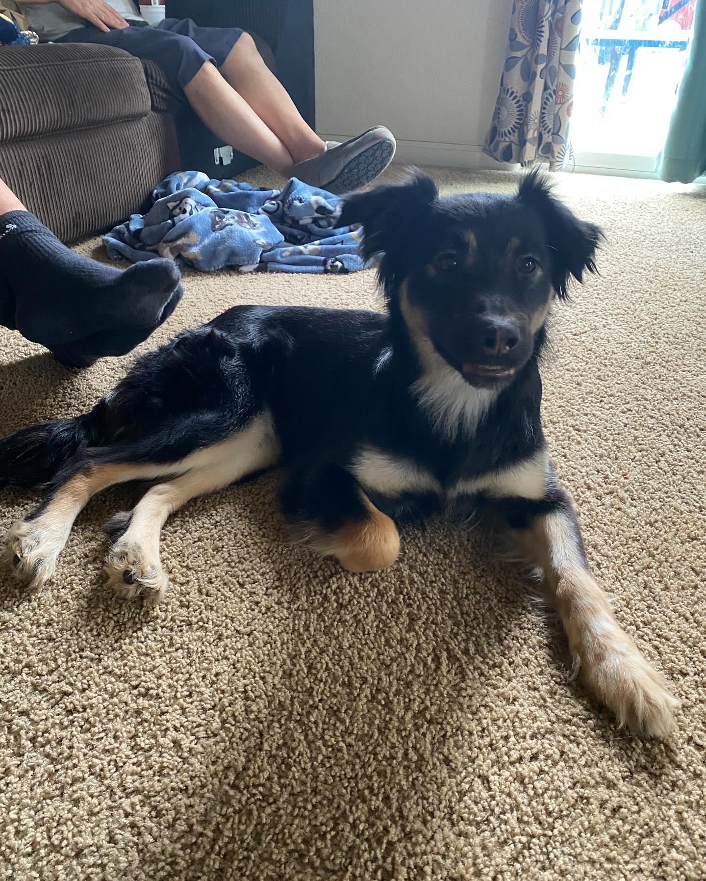 Enlarge Mocha, a Adopted mixed breed in Fresno, CA image 2/3