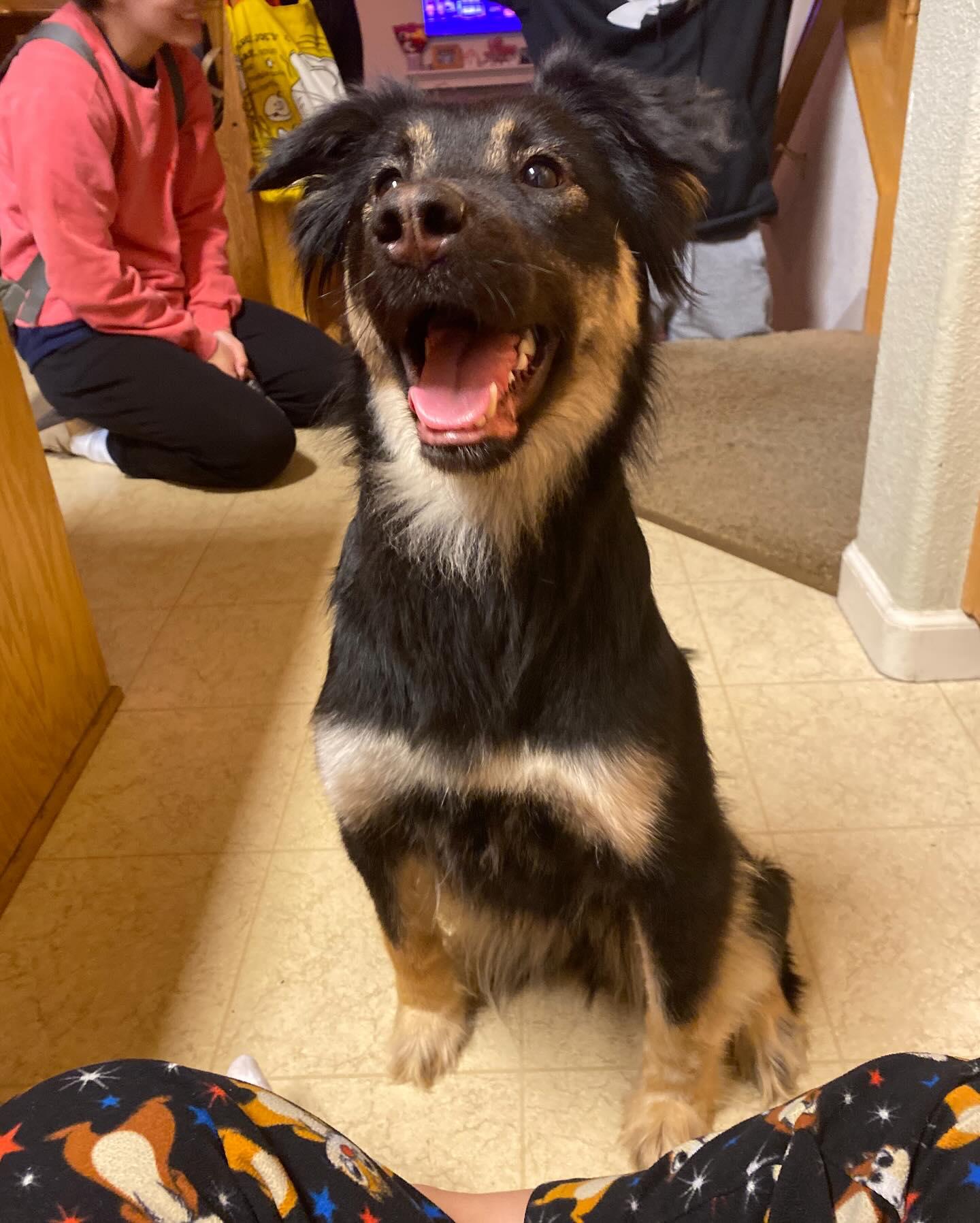 Enlarge Mocha, a Adopted mixed breed in Fresno, CA image 3/3