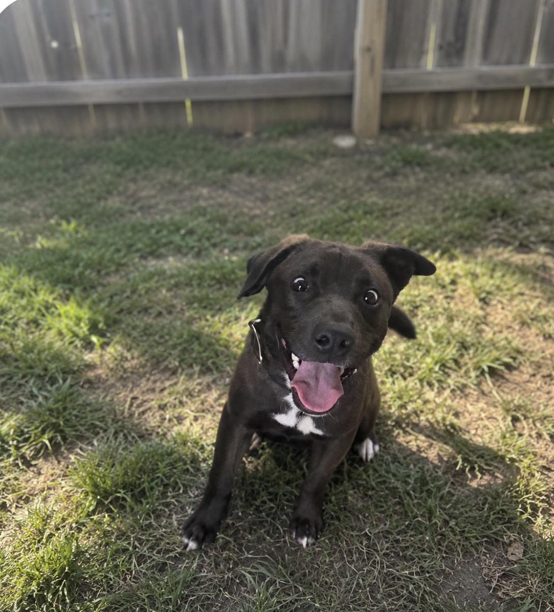 Bean, ADOPTABLE, Young Female American Bully.