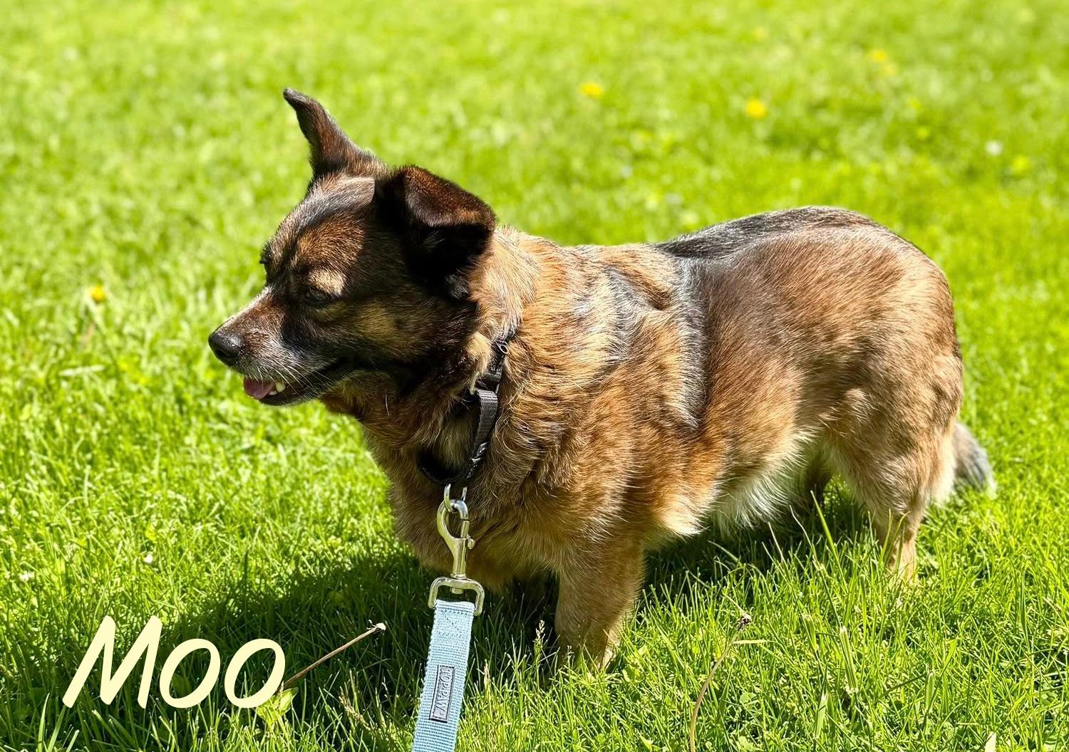 Enlarge Moo, an adopted mixed breed in Elburn, IL image 4/4