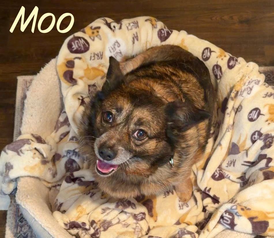 Enlarge Moo, an adopted mixed breed in Elburn, IL image 2/4