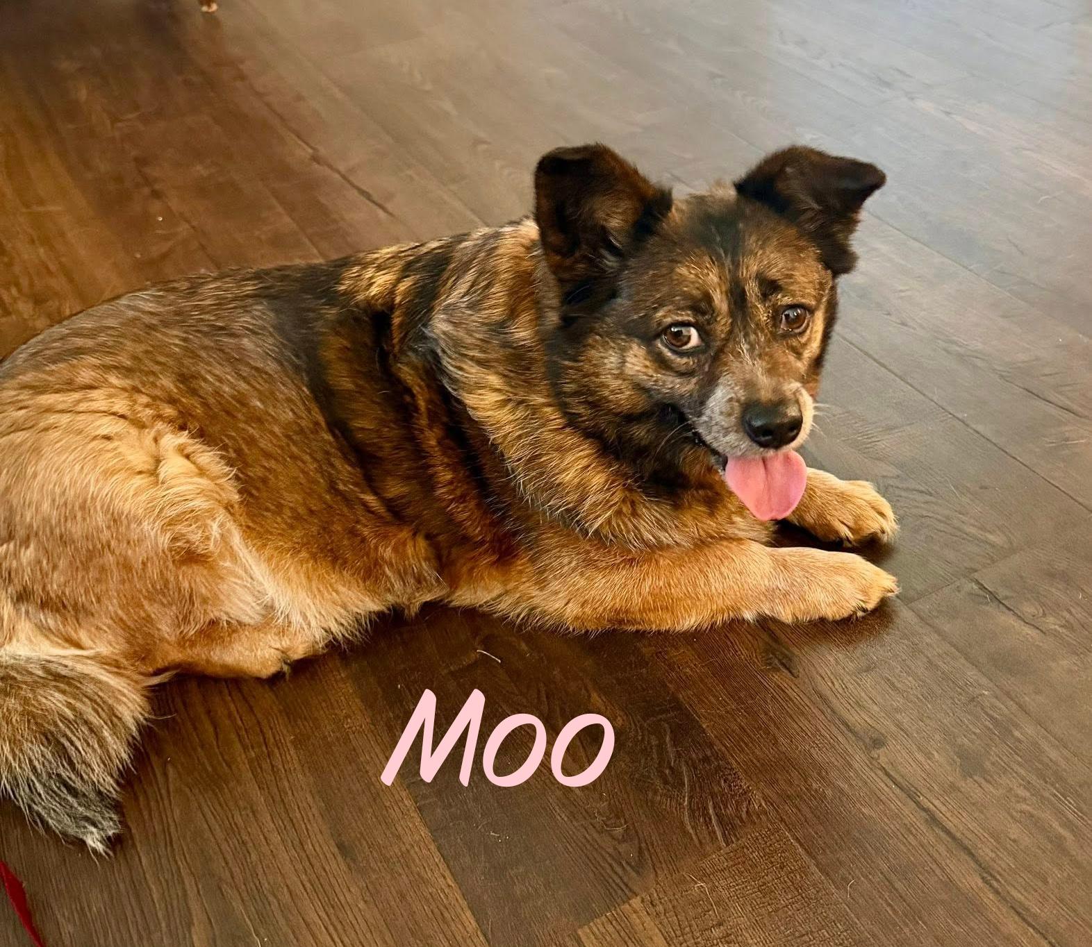 Enlarge Moo, an adopted mixed breed in Elburn, IL image 3/4