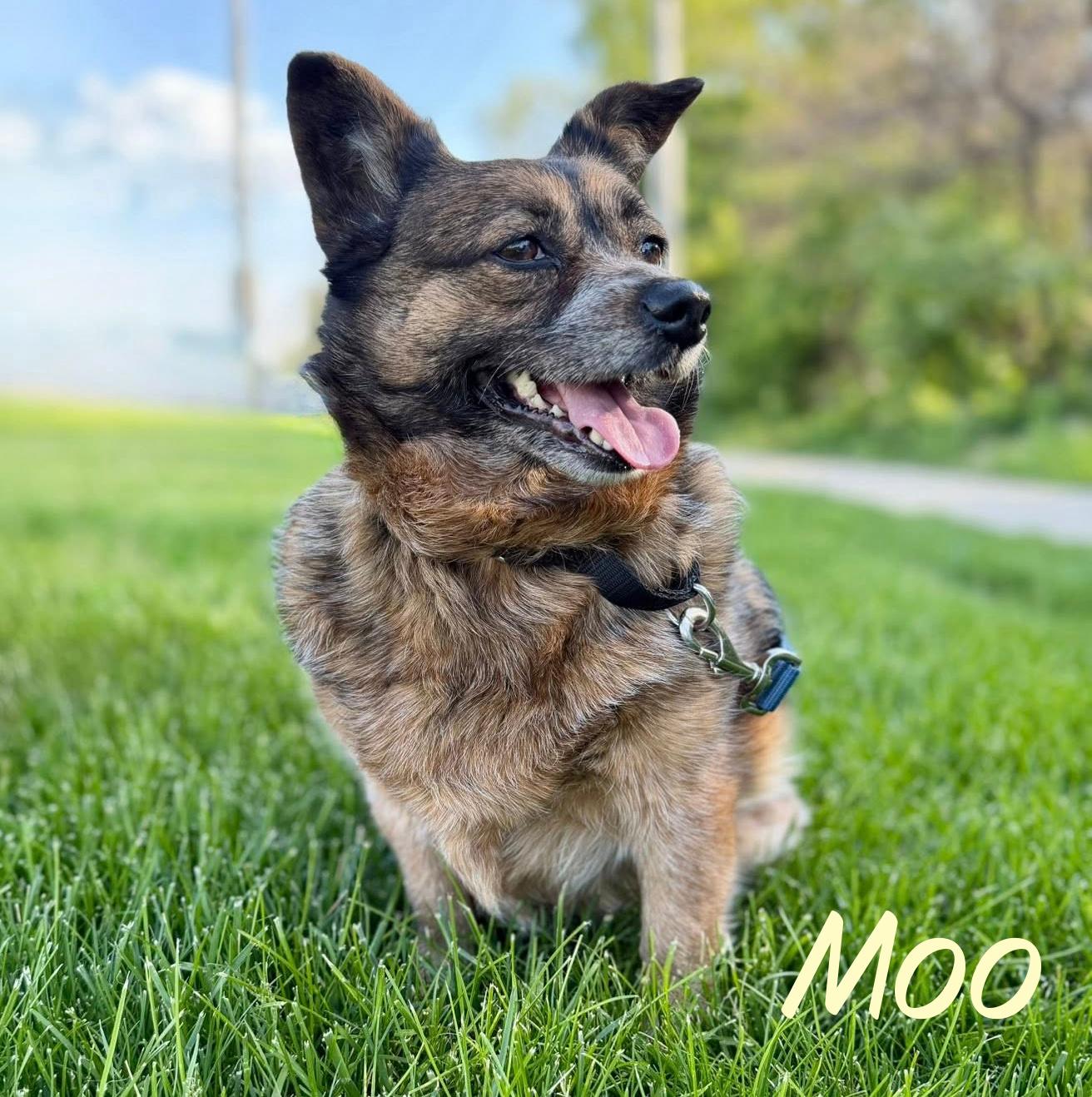 Moo, ADOPTABLE, Adult Female Yorkshire Terrier & Corgi.