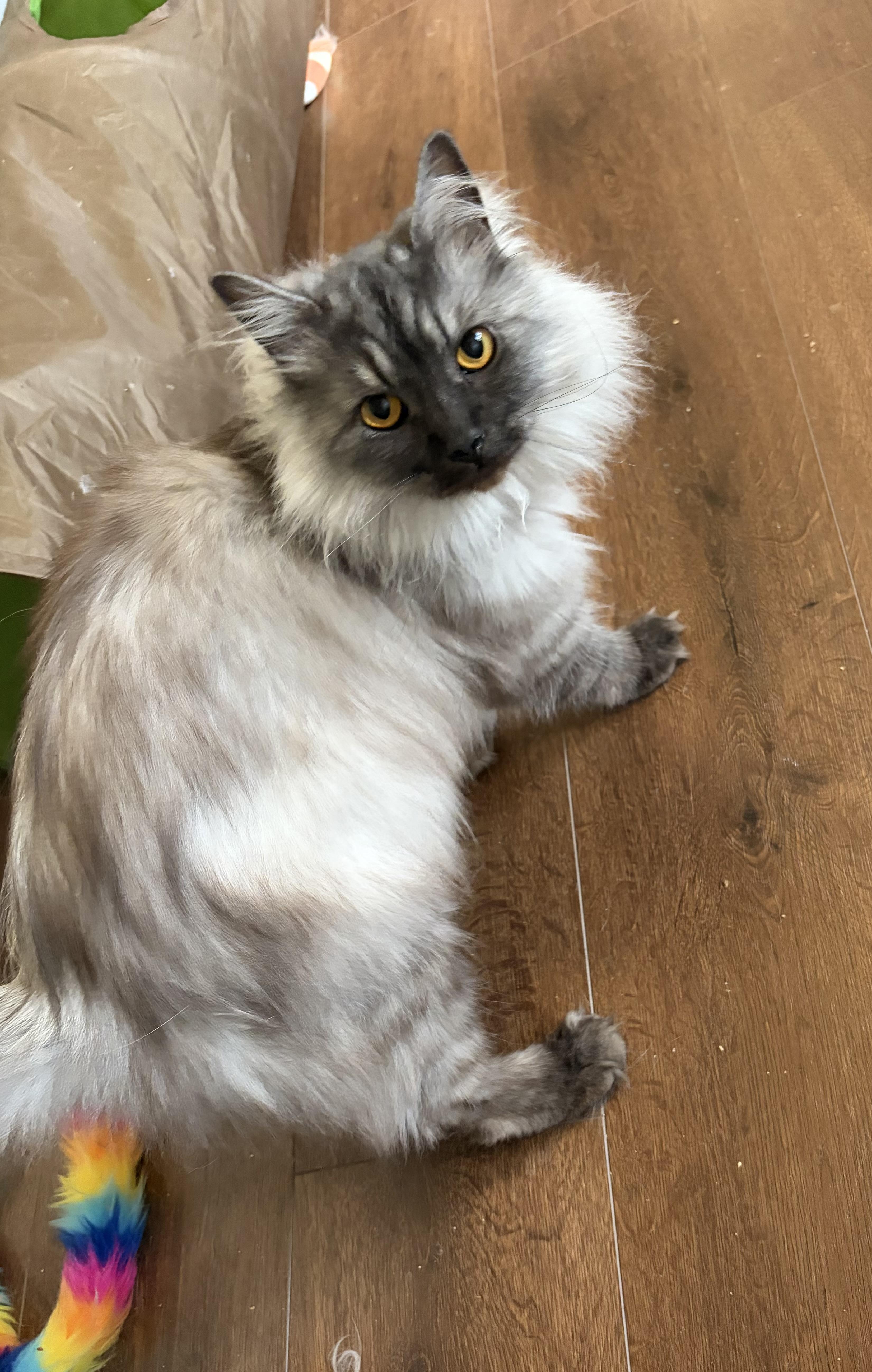 Enlarge George, a ADOPTABLE mixed breed in Everett, WA image 2/4