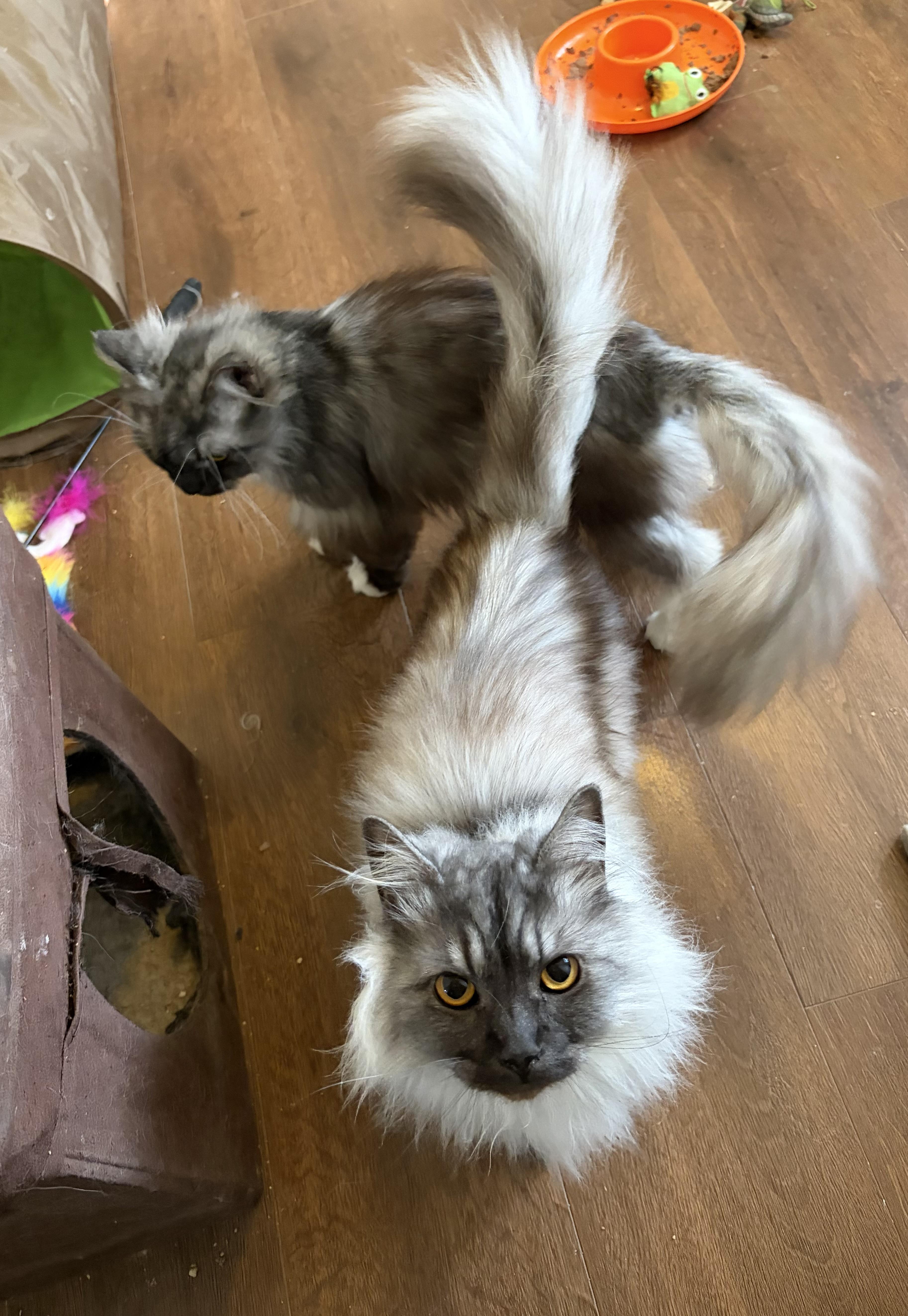 Enlarge George, a ADOPTABLE mixed breed in Everett, WA image 3/4