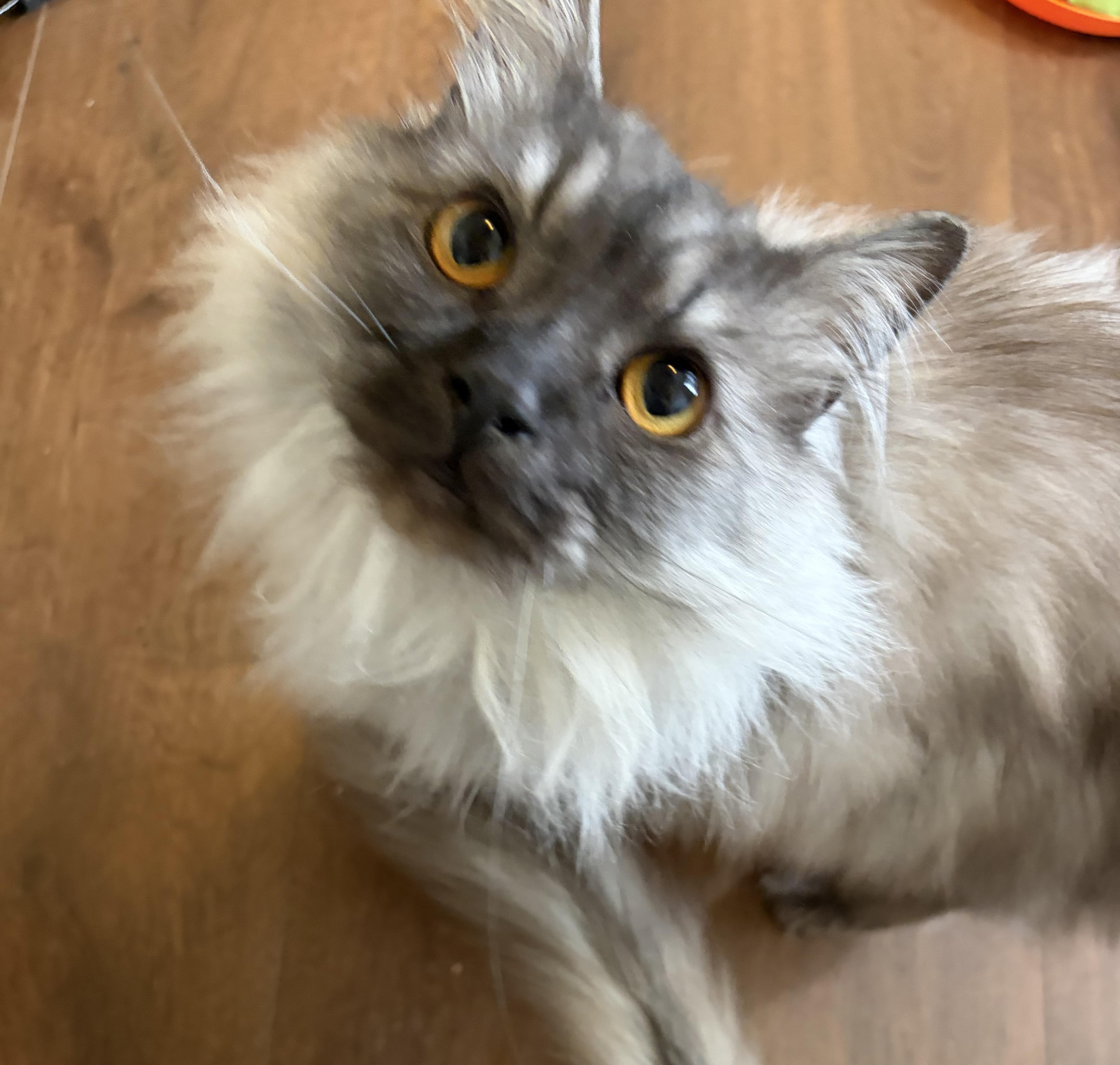 Enlarge George, a ADOPTABLE mixed breed in Everett, WA image 4/4