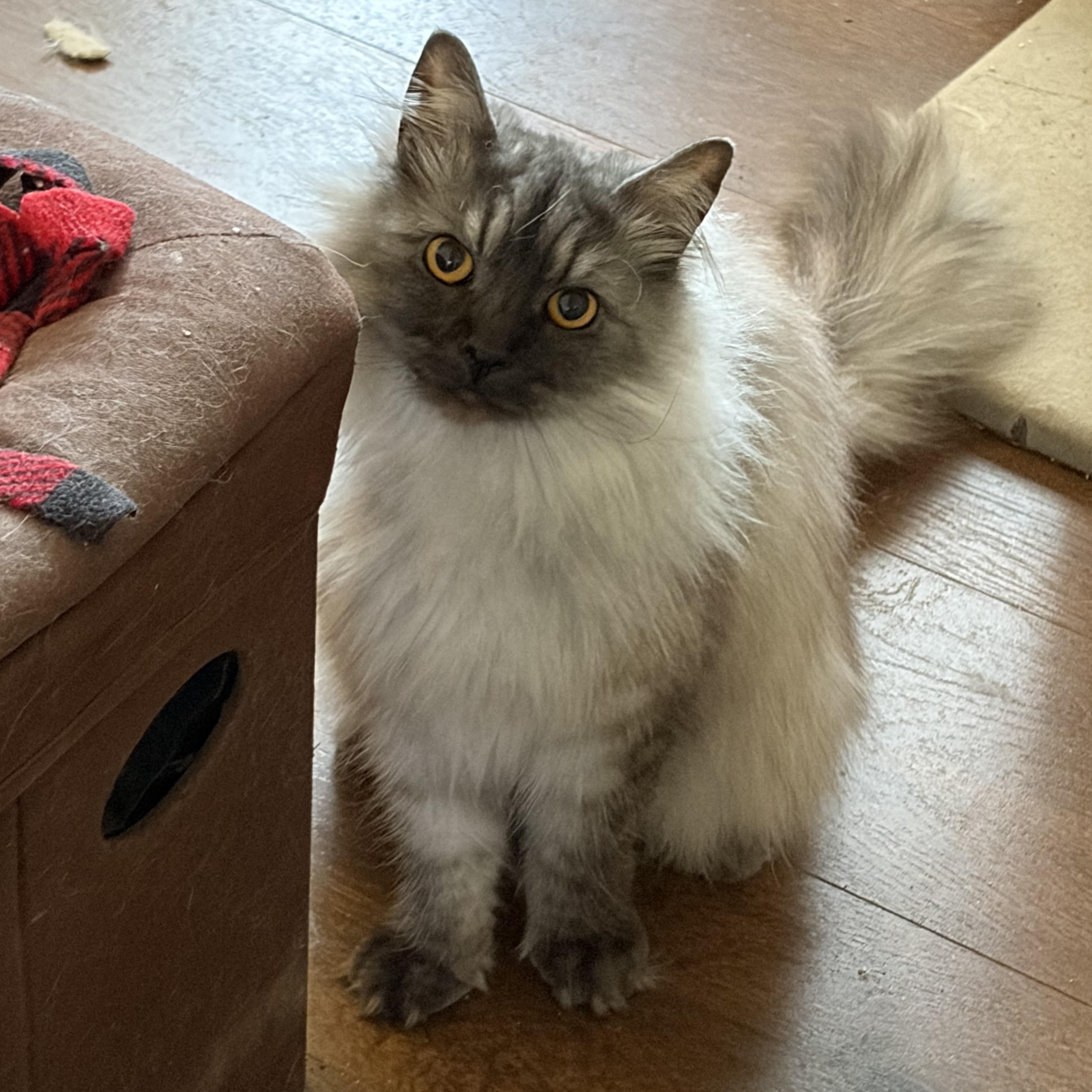 George, ADOPTABLE, Adult Male Domestic Medium Hair & Domestic Long Hair.